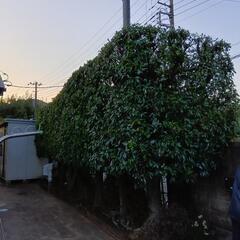 🌱造園アルバイト募集🍀の画像