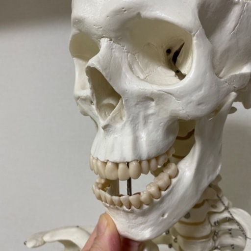 【お取引き中】人体骨格模型