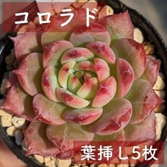 完売