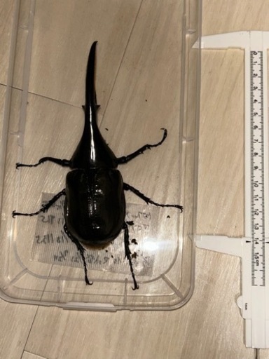 ヘラクレスオオカブト　成虫ペア