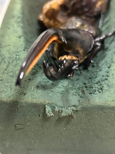 ヘラクレスオオカブト　成虫ペア