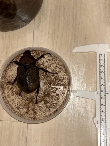 ヘラクレスオオカブト　成虫ペア