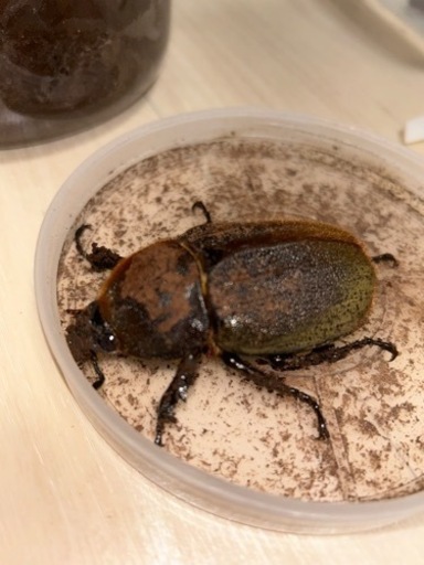 ヘラクレスオオカブト　成虫ペア