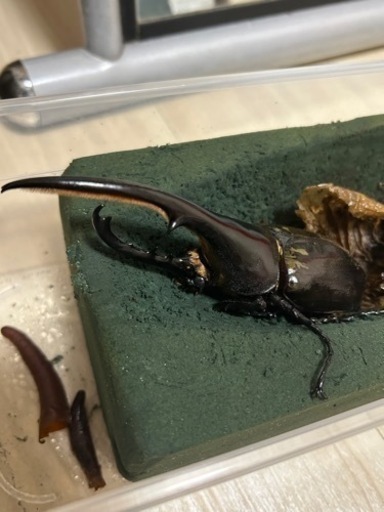 ヘラクレスオオカブト　成虫ペア