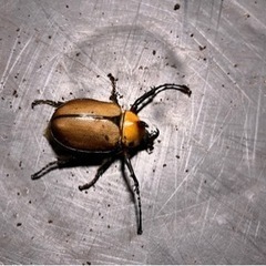 カブトムシ　ゴロファアエギオン　オス単品の画像