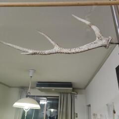 ランタンハンガー　鳥さん用の止まり木　鹿の角　　キャンプの画像