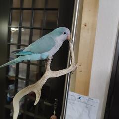 ランタンハンガー　鳥さん用の止まり木　鹿の角　　キャンプの画像