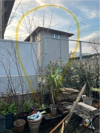 アオダモ　2.5m  鉢植え