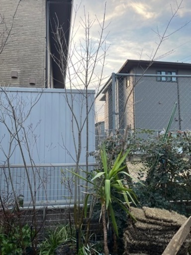 アオダモ　2.5m  鉢植え