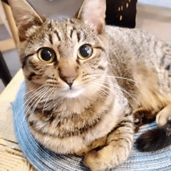 in春日井☆2会場合わせて30匹～子猫もいる譲渡会☆2024年2...
