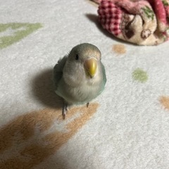 《話し合い中》コザクラインコ ねぎちゃん