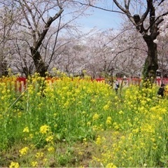 二次募集【R6年 平野神社桜まつり】出店募集 - 地域/お祭り