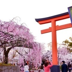 二次募集【R6年 平野神社桜まつり】出店募集 - 京都市
