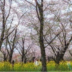 二次募集【R6年 平野神社桜まつり】出店募集 − 京都府
