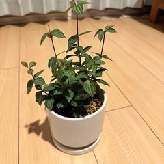 観葉植物 ペペロミア・プテオラータ