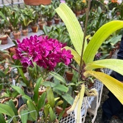 ランの花 ギガンティア 代理出品の画像