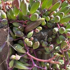 多肉植物ルビーネックレスの画像