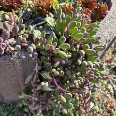 多肉植物ルビーネックレスの画像