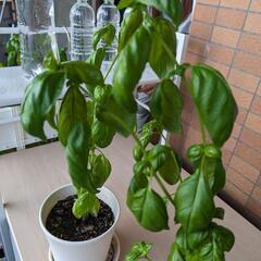 無農薬　フレッシュ　スイートバジル　1g 10円