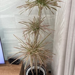 ‪☆無料☆ 観葉植物 ドラセナ ドラセナコンシンネレインボー‪ ...