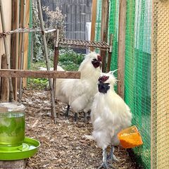 烏骨鶏の里親募集　オス2羽