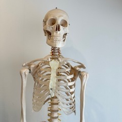 【等身大】人体骨格模型の画像