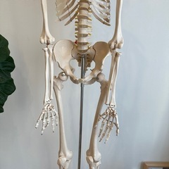【等身大】人体骨格模型の画像