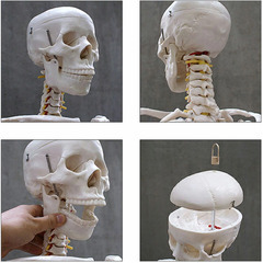【等身大】人体骨格模型の画像