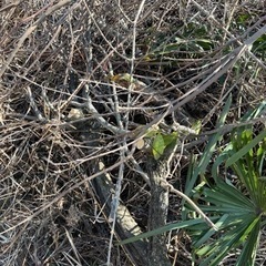 焚き木の画像
