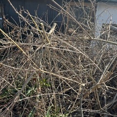 焚き木の画像