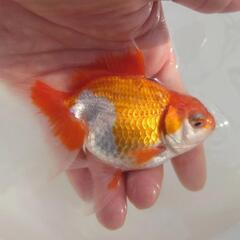 🐟激カワ😍　志村産　更紗オランダ とても可愛くこれから育成、鑑賞...