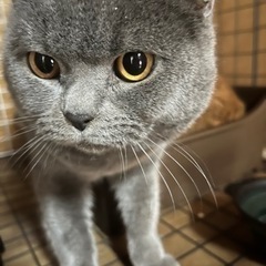 ブリティッシュショートヘア　ブルー　男の子