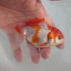 🐟激カワ😍　志村産　更紗オランダ とても可愛くこれから育成、鑑賞...