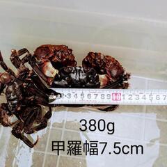 福岡県産　博多活モクズガニ　1杯300円〜の画像