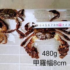 福岡県産　博多活モクズガニ　1杯300円〜の画像