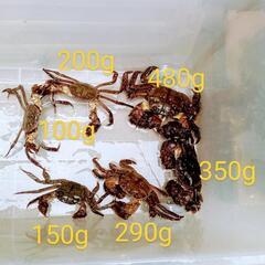 福岡県産　博多活モクズガニ　1杯300円〜の画像