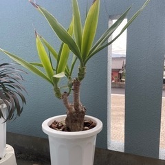 ユッカまとめて+柱サボテン