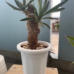 ユッカまとめて+柱サボテンの画像