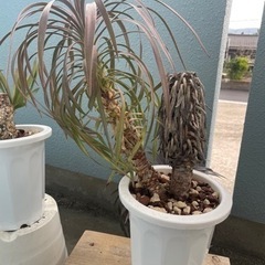 ユッカまとめて+柱サボテンの画像