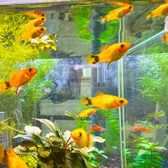 熱帯魚　ゴールデンミッキーマウスプラティ（小さめ）　1匹100円...