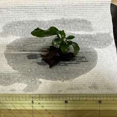 水草　アヌビアスナナSS　（流木活着）　200円　上野/御徒町