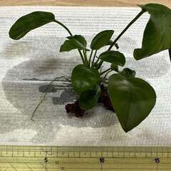 水草　アヌビアスナナM　（流木活着）　400円　上野/御徒町