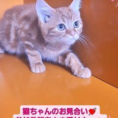 3/3(日)譲渡会♪9月生アメリカンショートヘア兄弟 (⋈◍＞◡...