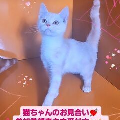 3/3(日)譲渡会♪9月生アメリカンショートヘア兄弟 (⋈◍＞◡＜◍)。✧♡ - 大田区