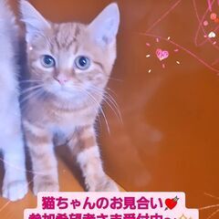 3/3(日)譲渡会♪9月生アメリカンショートヘア兄弟 (⋈◍＞◡＜◍)。✧♡ - 猫