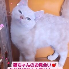 3/3(日)譲渡会♪9月生アメリカンショートヘア兄弟 (⋈◍＞◡＜◍)。✧♡ − 東京都