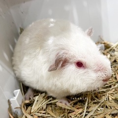 【お迎えされました❗️】テディ系MIXモルモット - ペット
