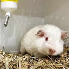 【お迎えされました❗️】テディ系MIXモルモット − 福岡県