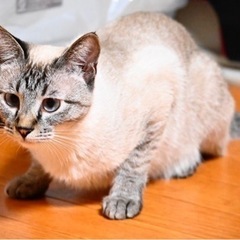 写真追加しました！綺麗な青い目をしています！