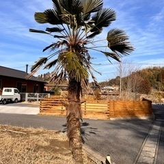 千葉県のヤシの木の中古が安い!激安で譲ります・無料であげます 千葉県のヤシの木の中古が安い!激安で譲ります・無料であげます